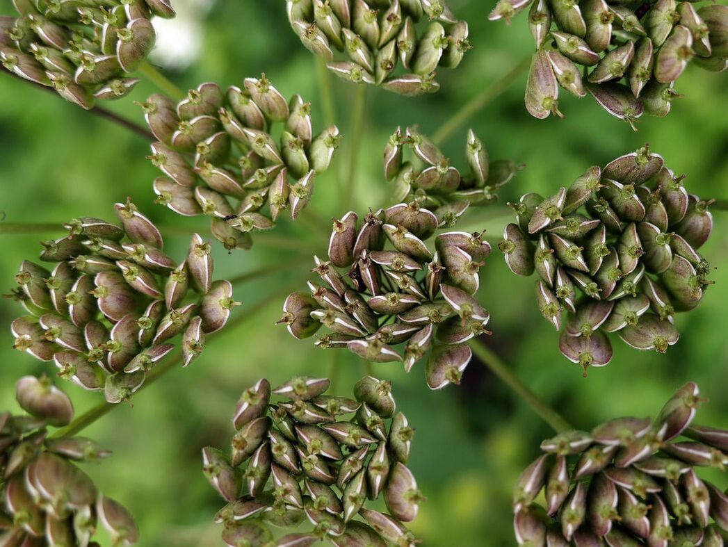 Image of Flowering Anise