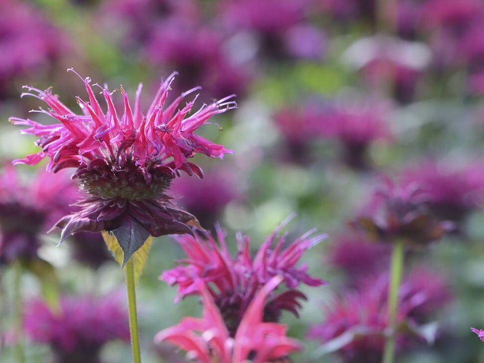 Image of Bee Balm in Bloom