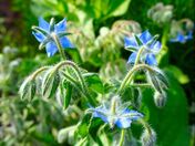 Image of Borage in bloom
