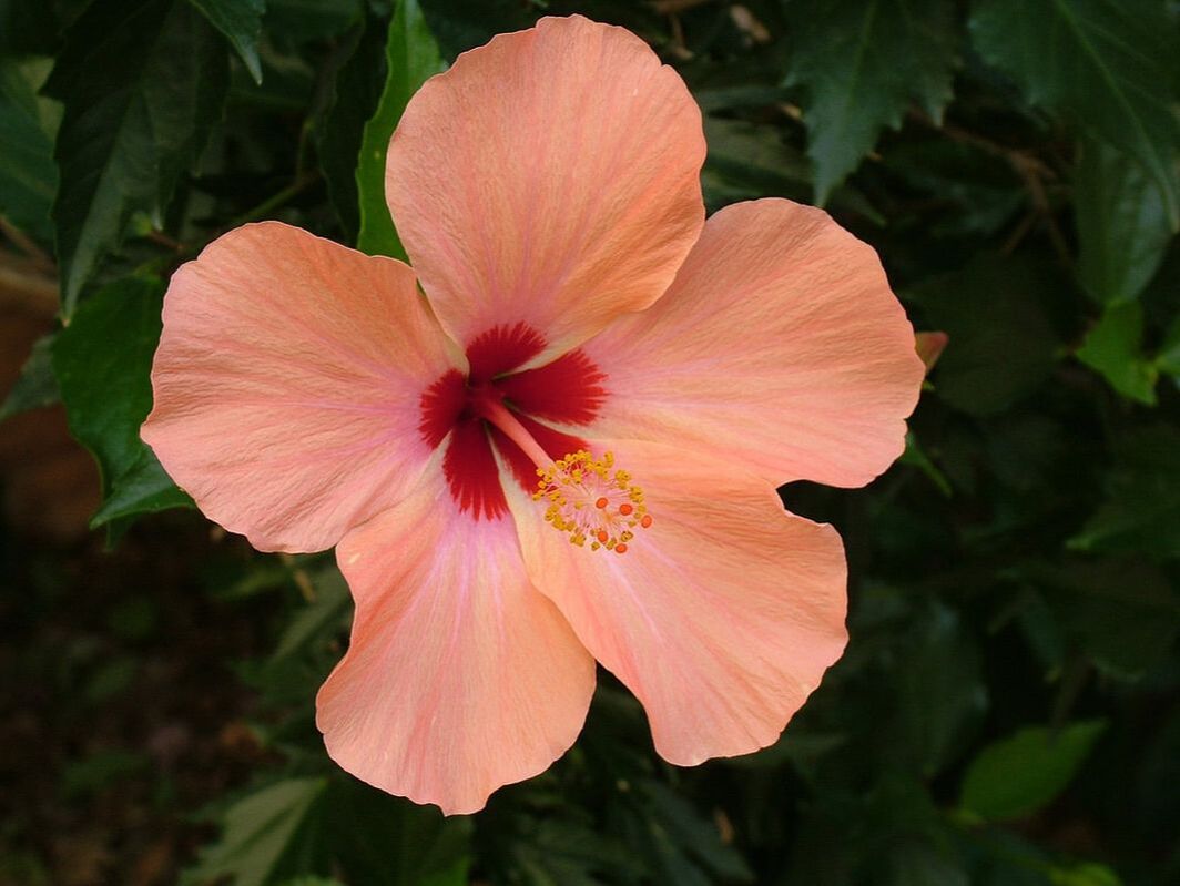 Picture of Blooming Hibiscus