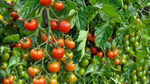 Image of Tomato Plant
